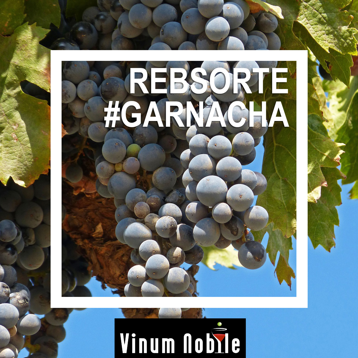 Rotwein mit der Rebsorte Garnacha