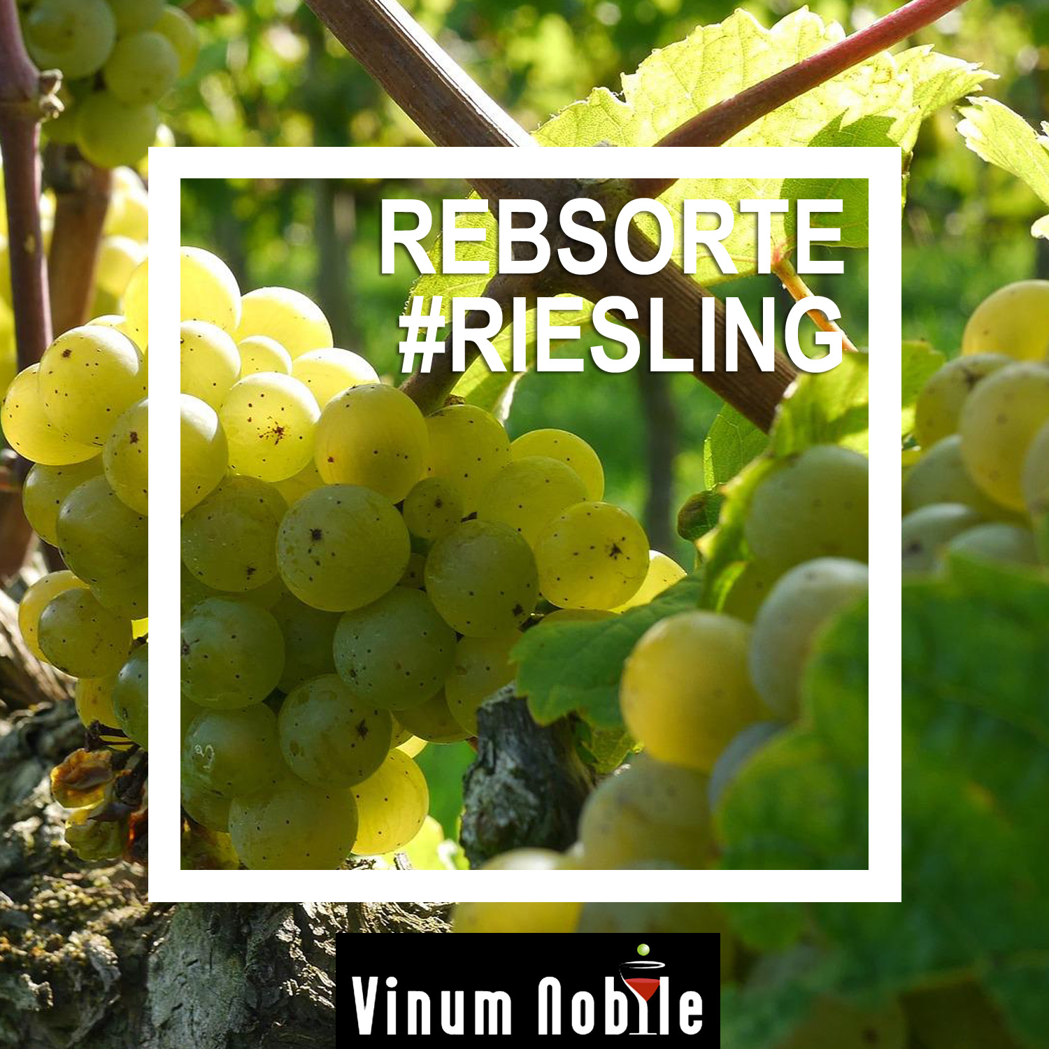Weißwein aus der Rebsorte Riesling