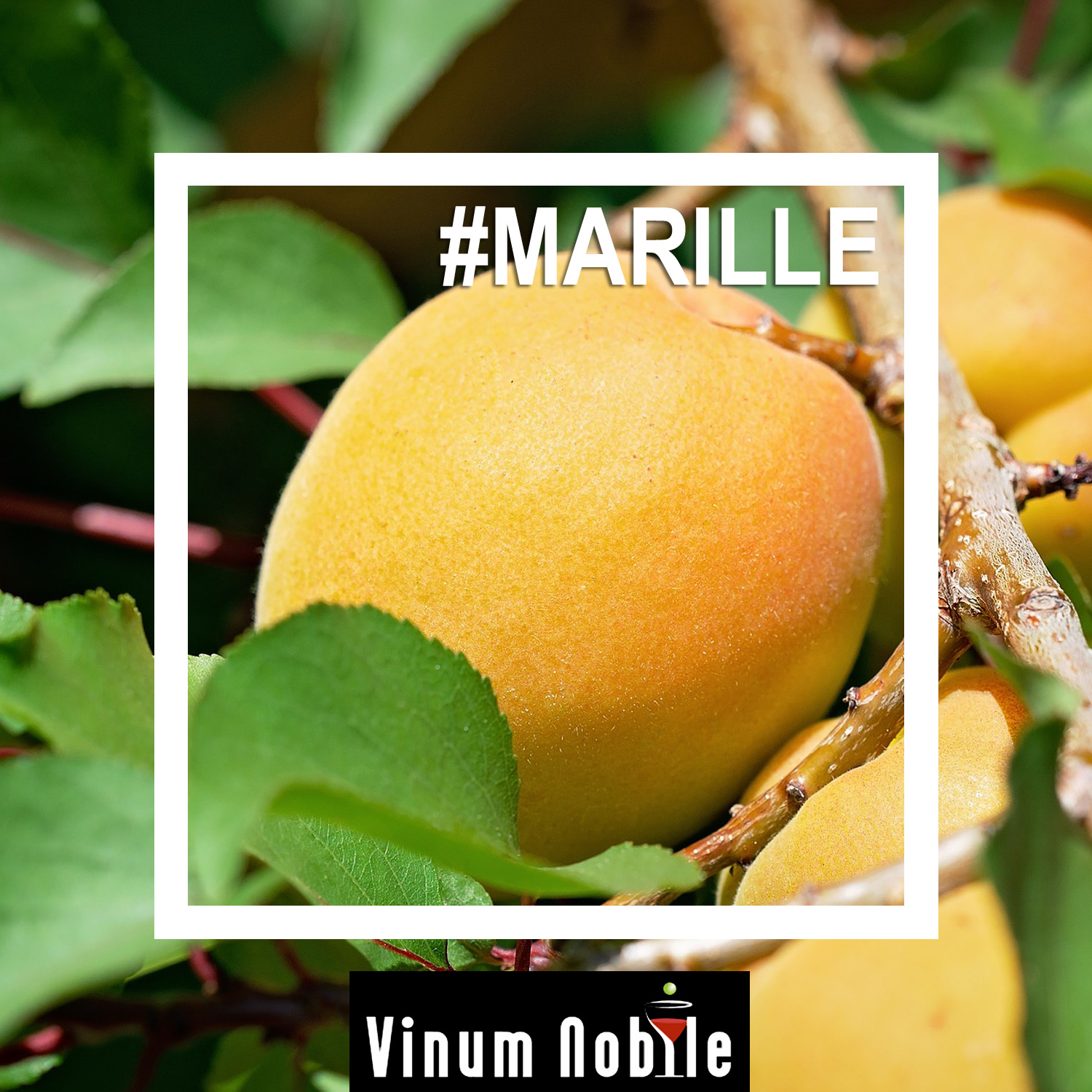 Enjoy the best moments