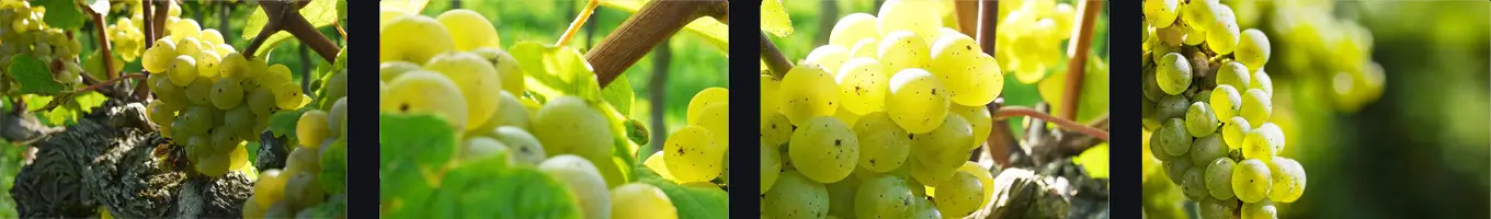 Weißweine nach Rebsorte aufgelistet