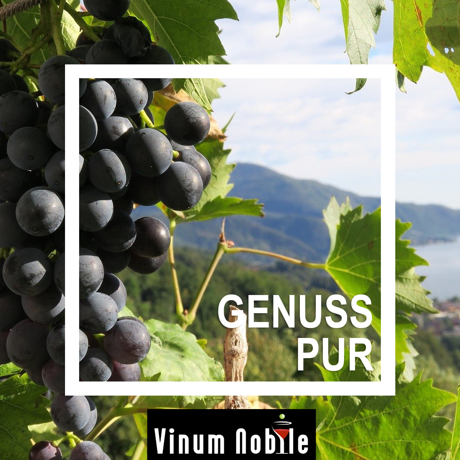 stimmung weinrebe rotwein italien