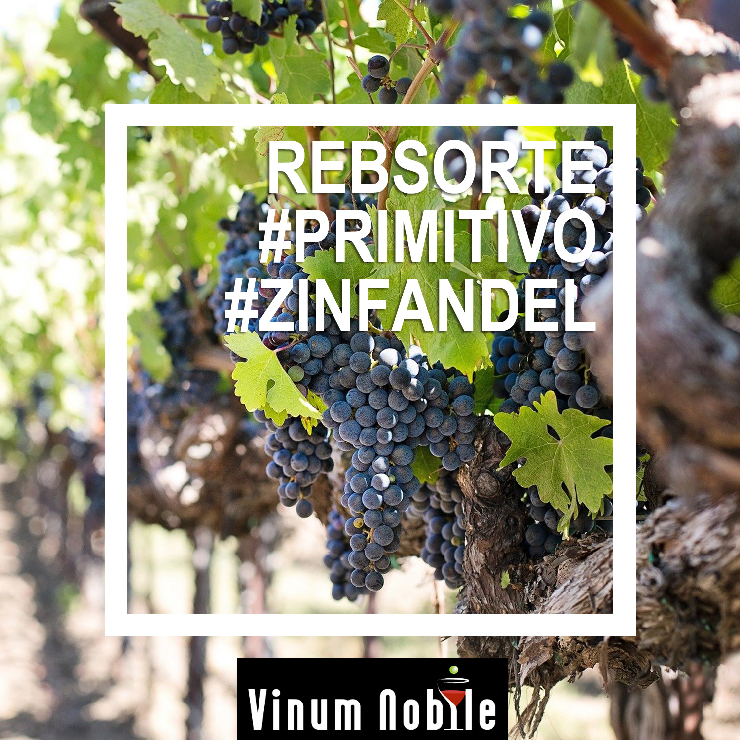 Rotwein mit der Rebsorte Primitivo