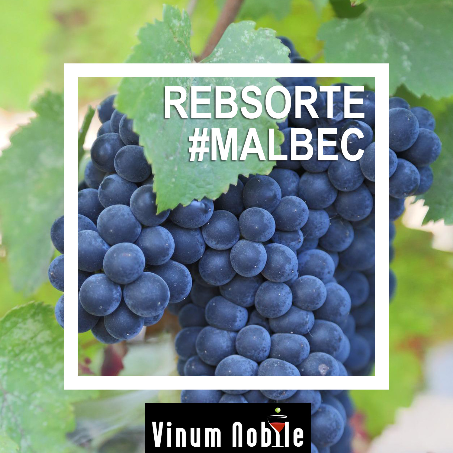 Rotwein mit dieser Rebsorte