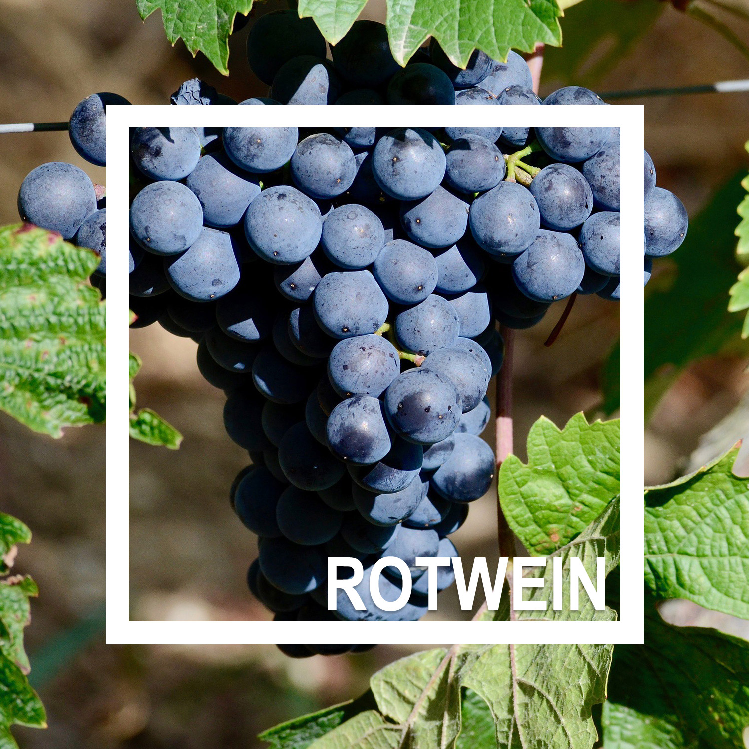 Rotweintrauben