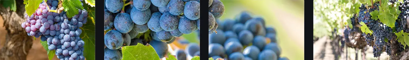 Rotweine nach Rebsorte aufgelistet